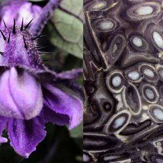 Végéral III Végéral III